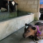 Jai Ram welcomed to Cow Shed