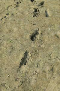 footprint.jpg
