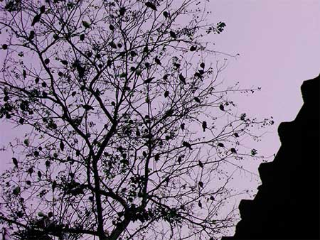 birds at dawn, Amritapuri