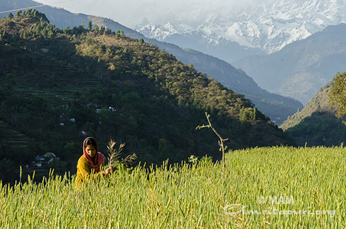 Fertile fields | Ashram Diary