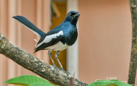 a magpie robbin