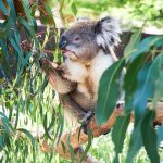 Wildlife in Australia