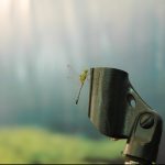 Dragonflies and Devotion: Nature’s Ode to Amma’s Divine Love