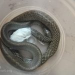 A surgery for a snake
